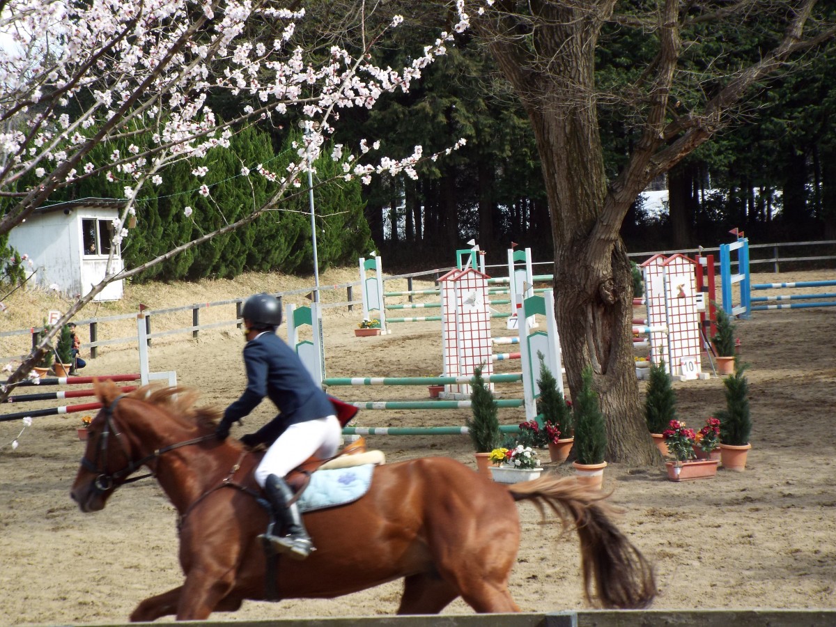 第52回茨城県馬術選手権大会の写真