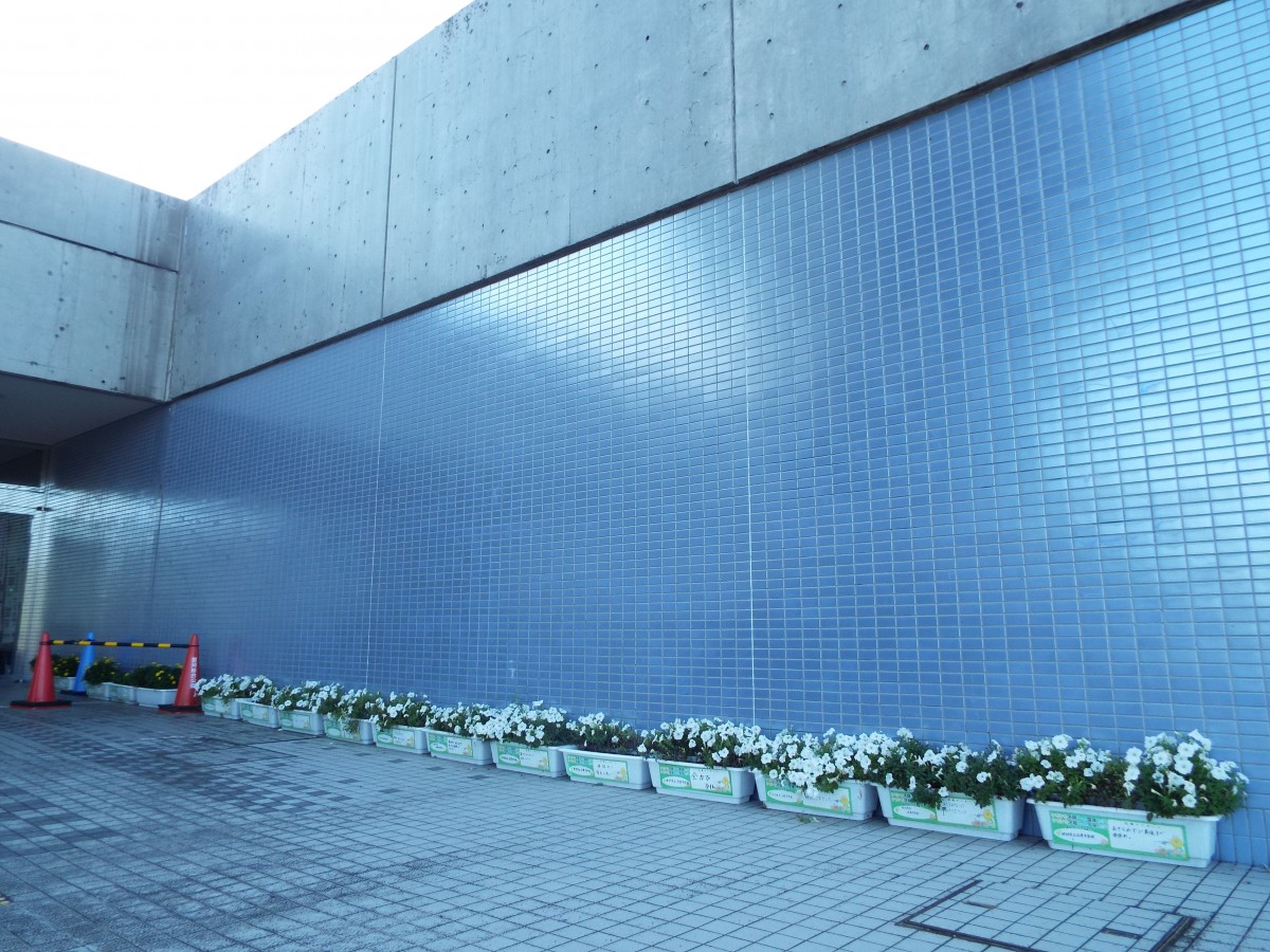 小中学校で育てた花苗を市内各施設に飾りました!の写真