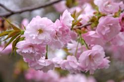 八重桜