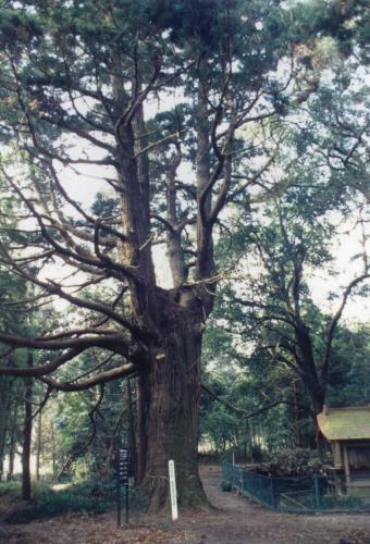 70清水寺スギ