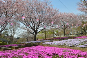 八重桜と芝桜