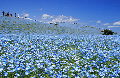 いぃ那珂暮らし おでかけスポット ひたち海浜公園