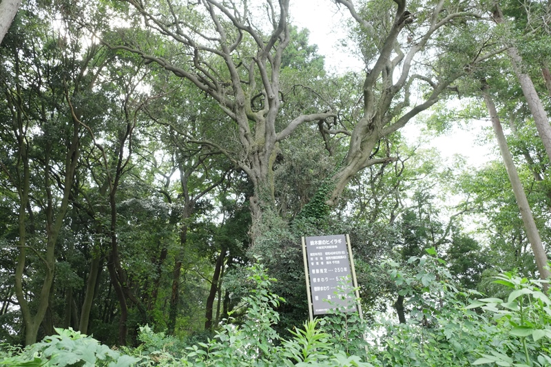 額田城ヒイラギの木