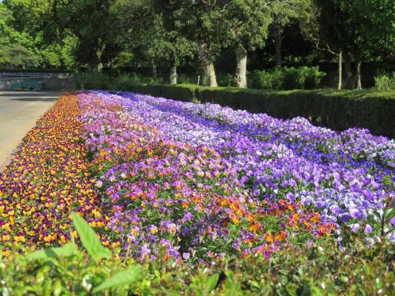 植物園の色とりどりの花