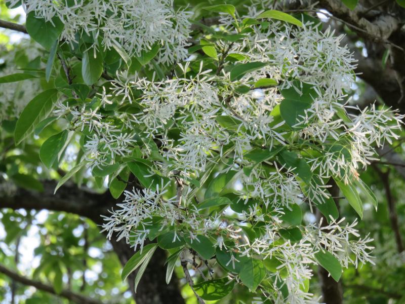 ヒトツバタゴの花