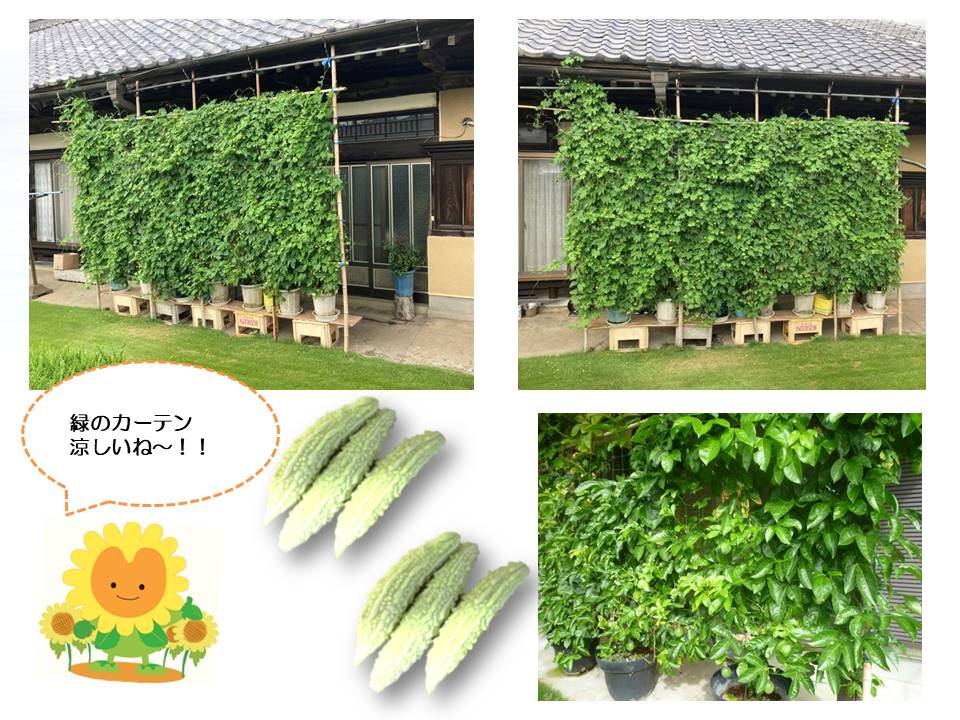 令和3年度 那珂市グリーンカーテンの取り組みについて 那珂市公式ホームページ