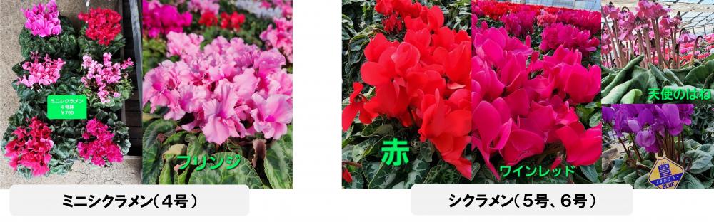 r5.11花
