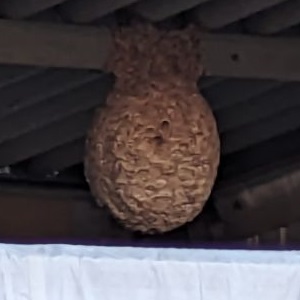 最大になった巣