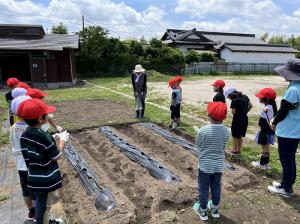 さつまいも１