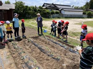 さつまいも５