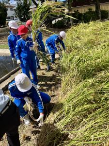 額田稲刈り４