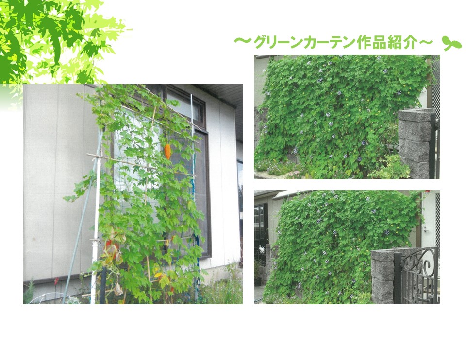 グリーンカーテン１