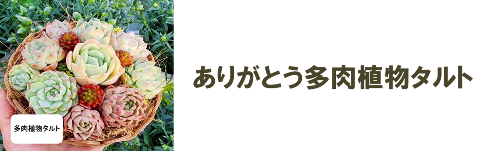 多肉植物タルト訂正