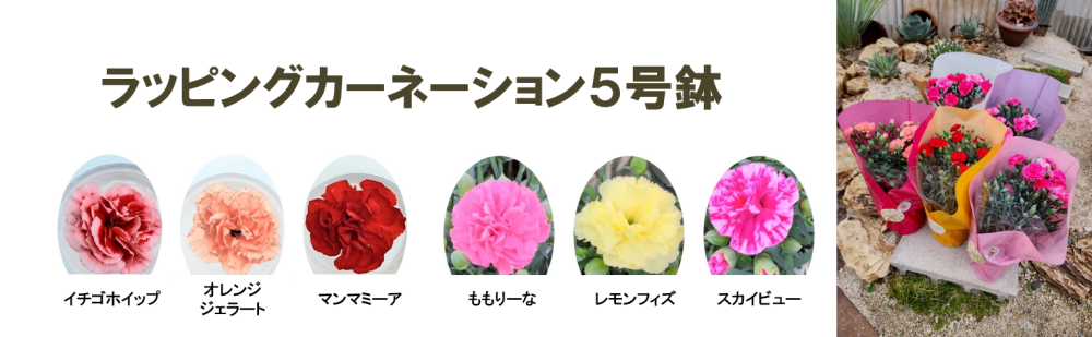 カーネーション5号鉢