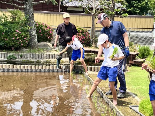 額田田植え２