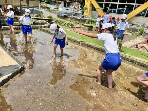 額田田植え４