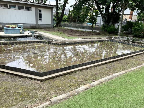 額田田植え７