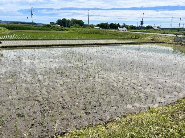 木崎田植え８