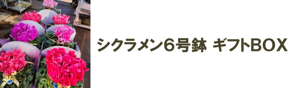 シクラメン