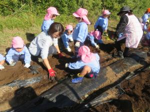 うさぎ　いもほり