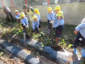 たんぽぽいもほり