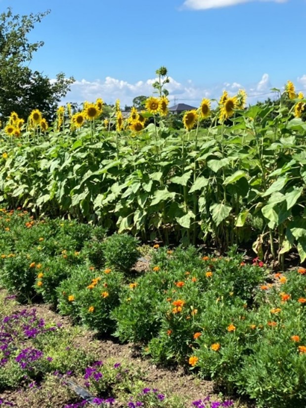 門部鹿島圷環境保全会