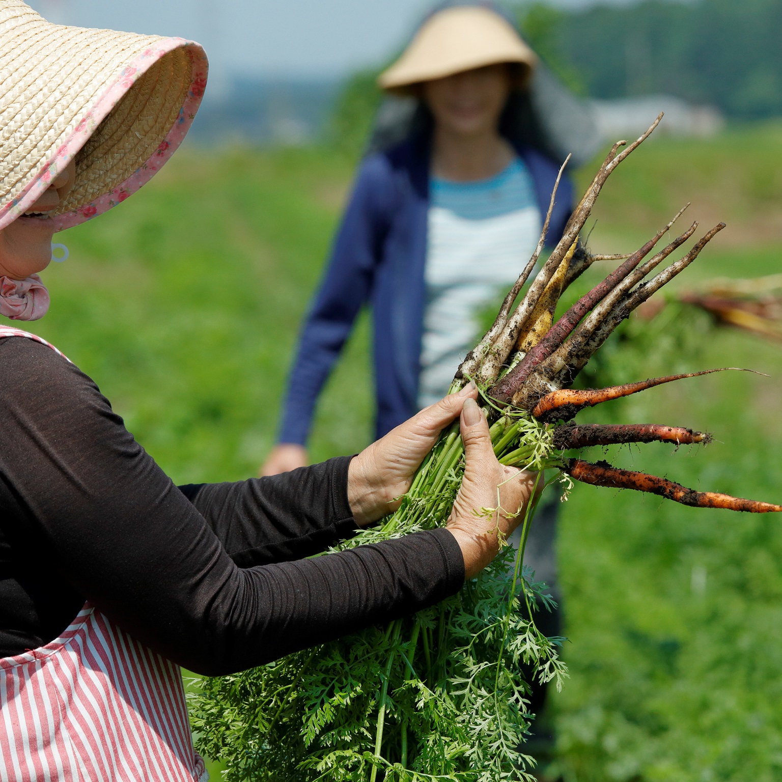 野菜を収穫する様子の写真