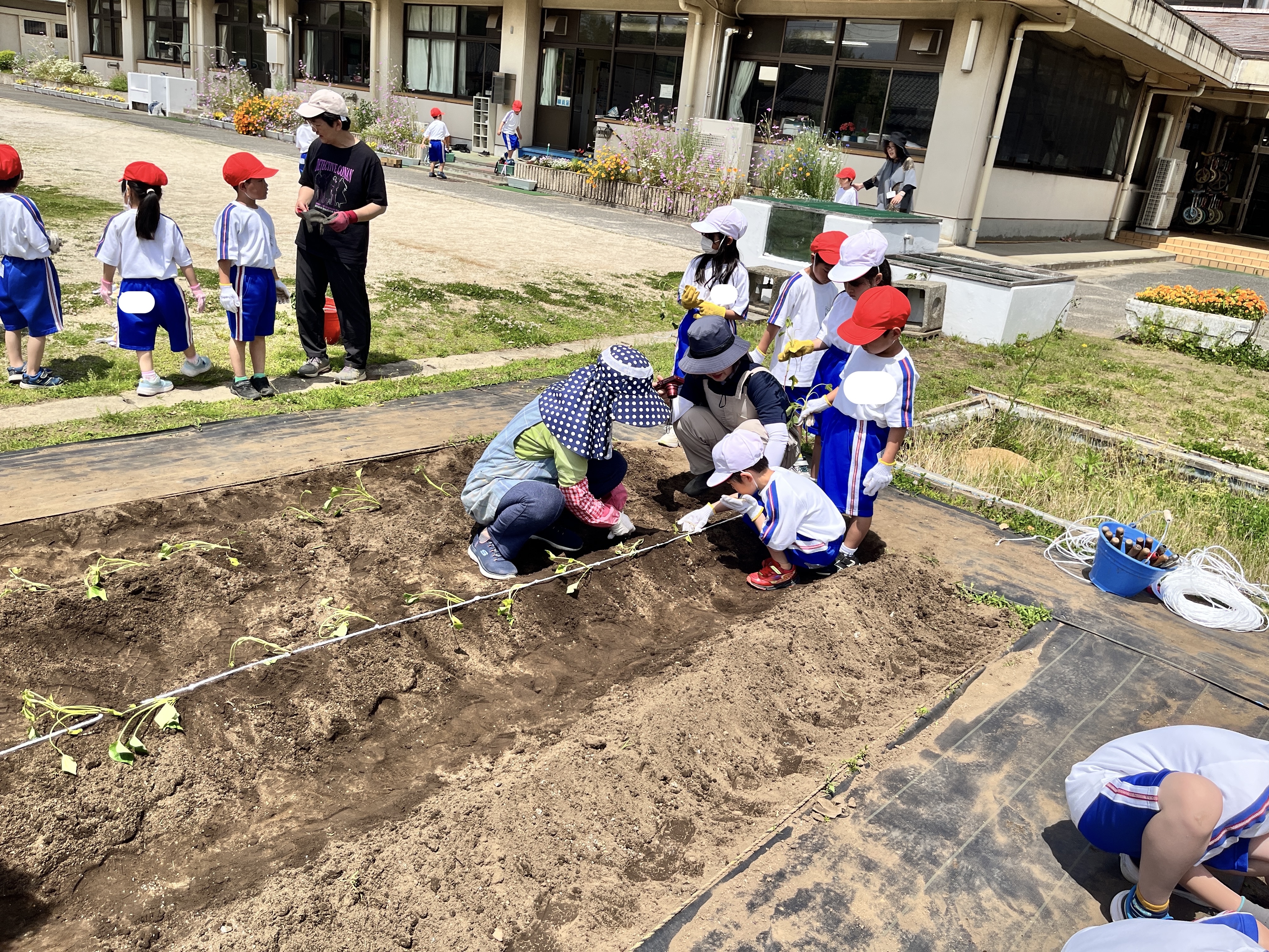 木崎さつまいも3