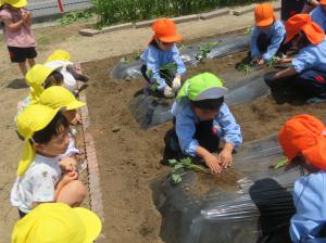 さつま芋苗植え