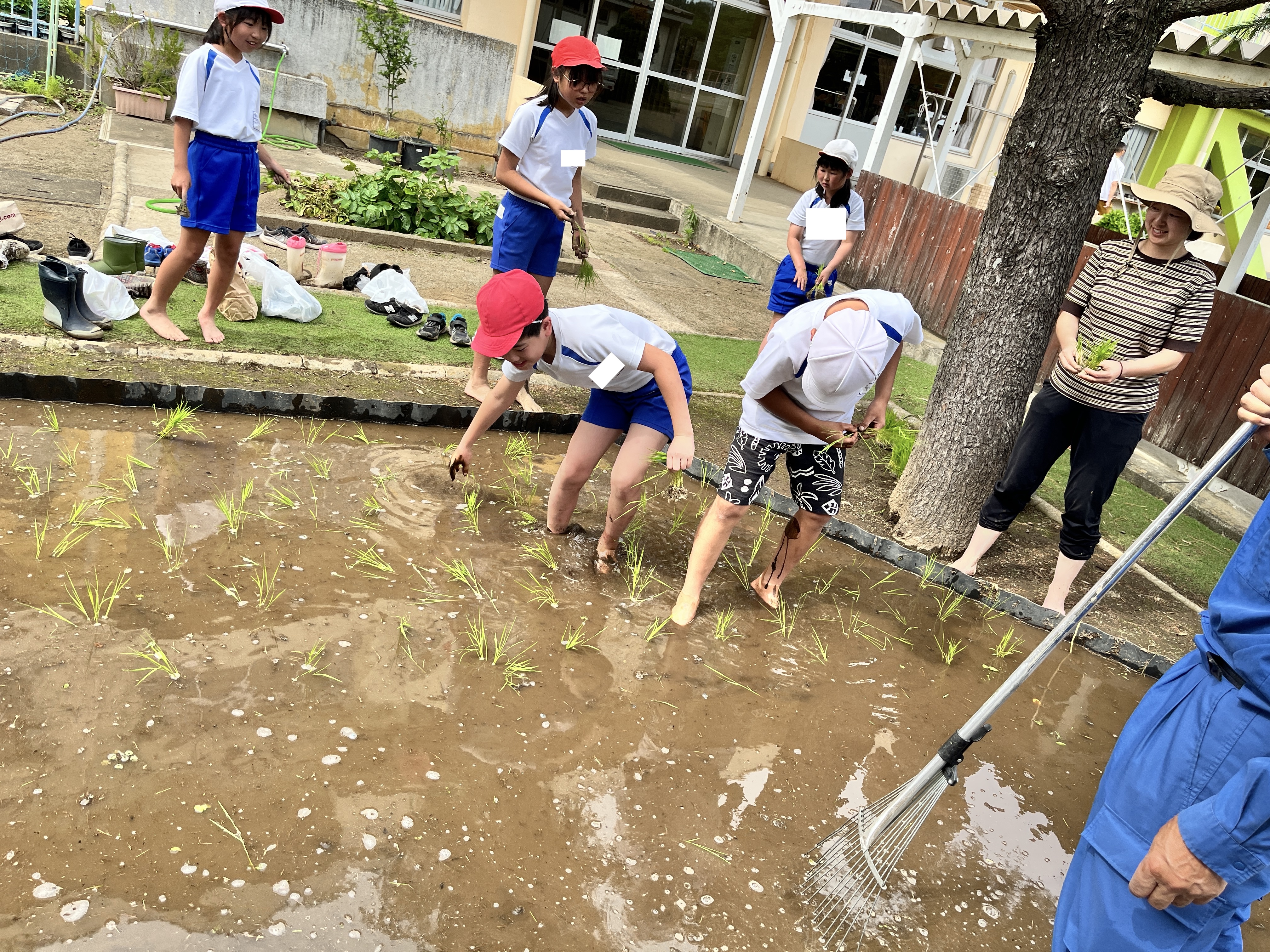 N田植え5