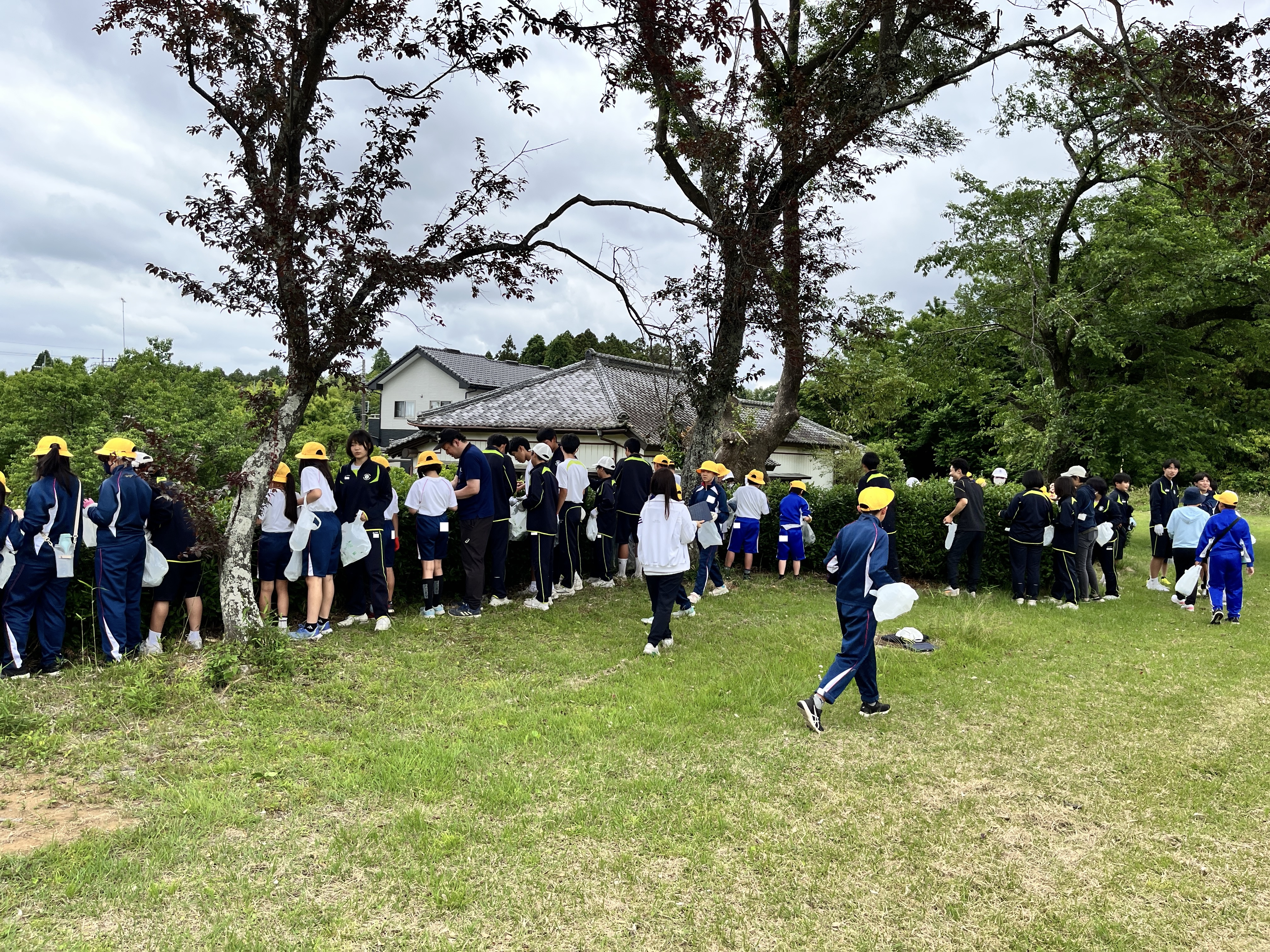 Rお茶摘み3