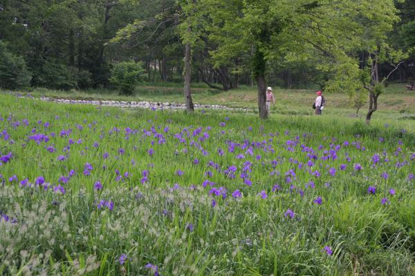 017清水洞の上公園・かきつばた畑