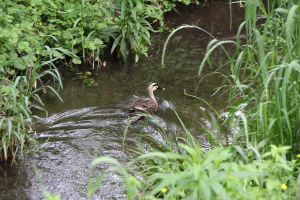 029清水洞の上公園・小川