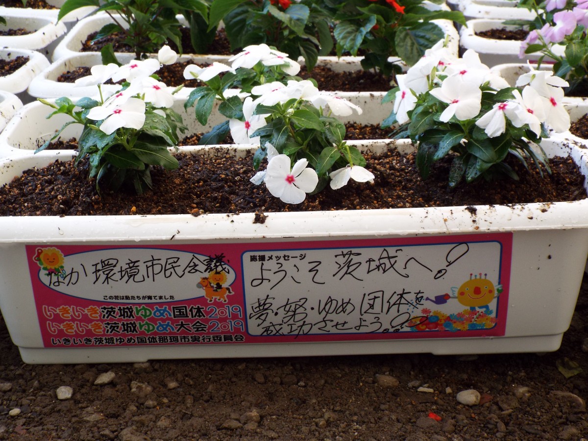 馬術競技リハーサル大会に向けて花の移植をおこないました!の写真