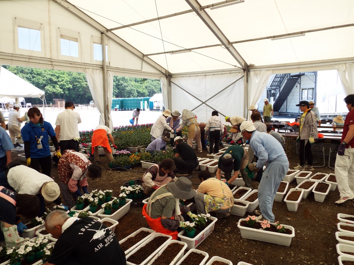 馬術競技リハーサル大会に向けて花の移植をおこないました!の写真