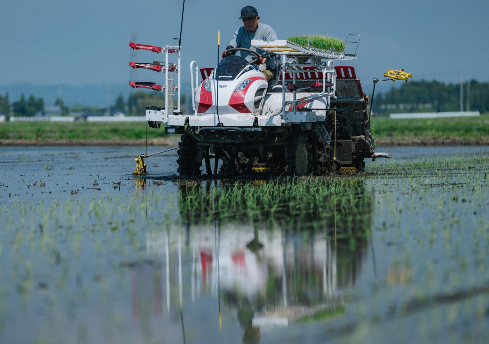 4_ricefield_b
