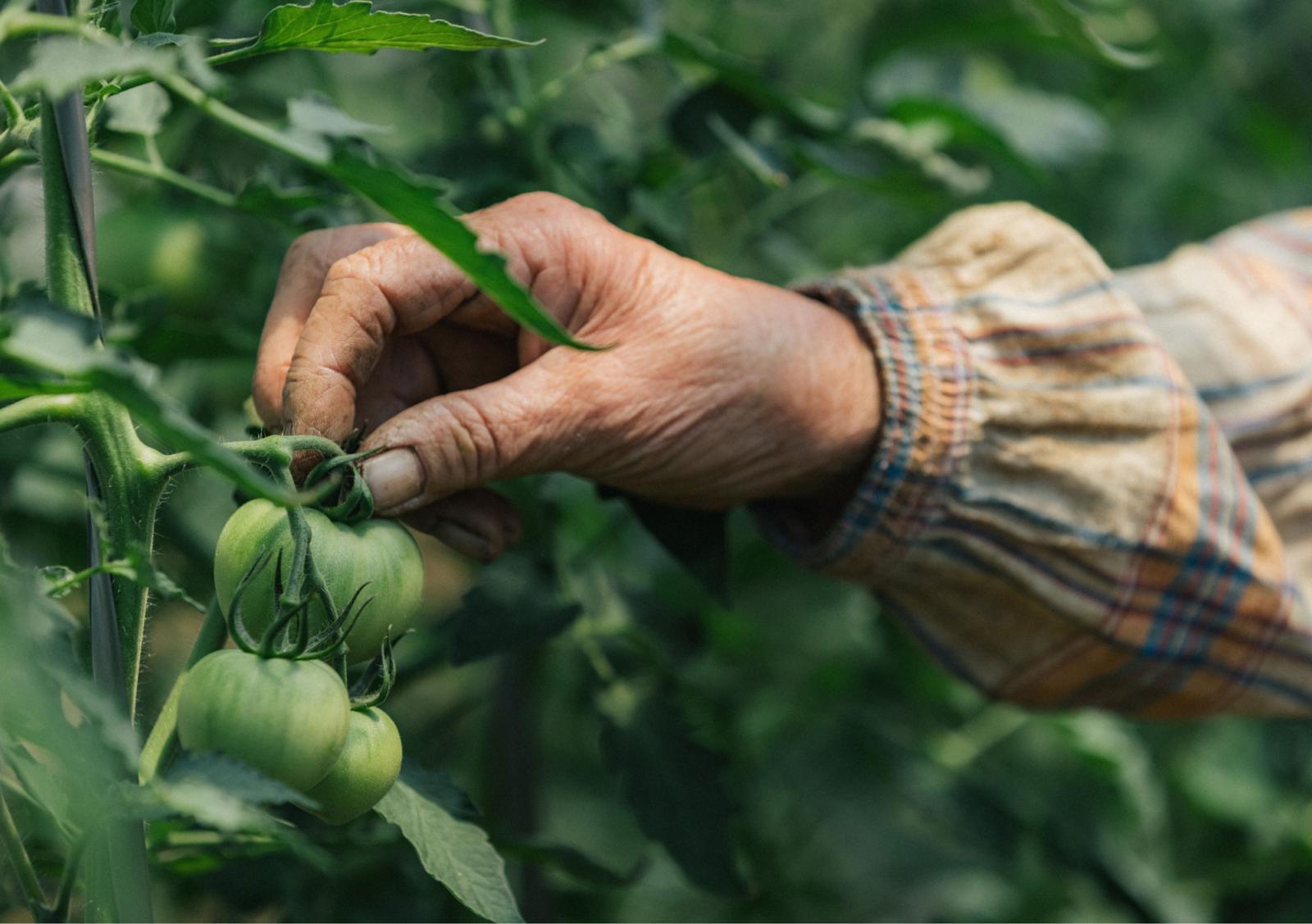 5_tomato