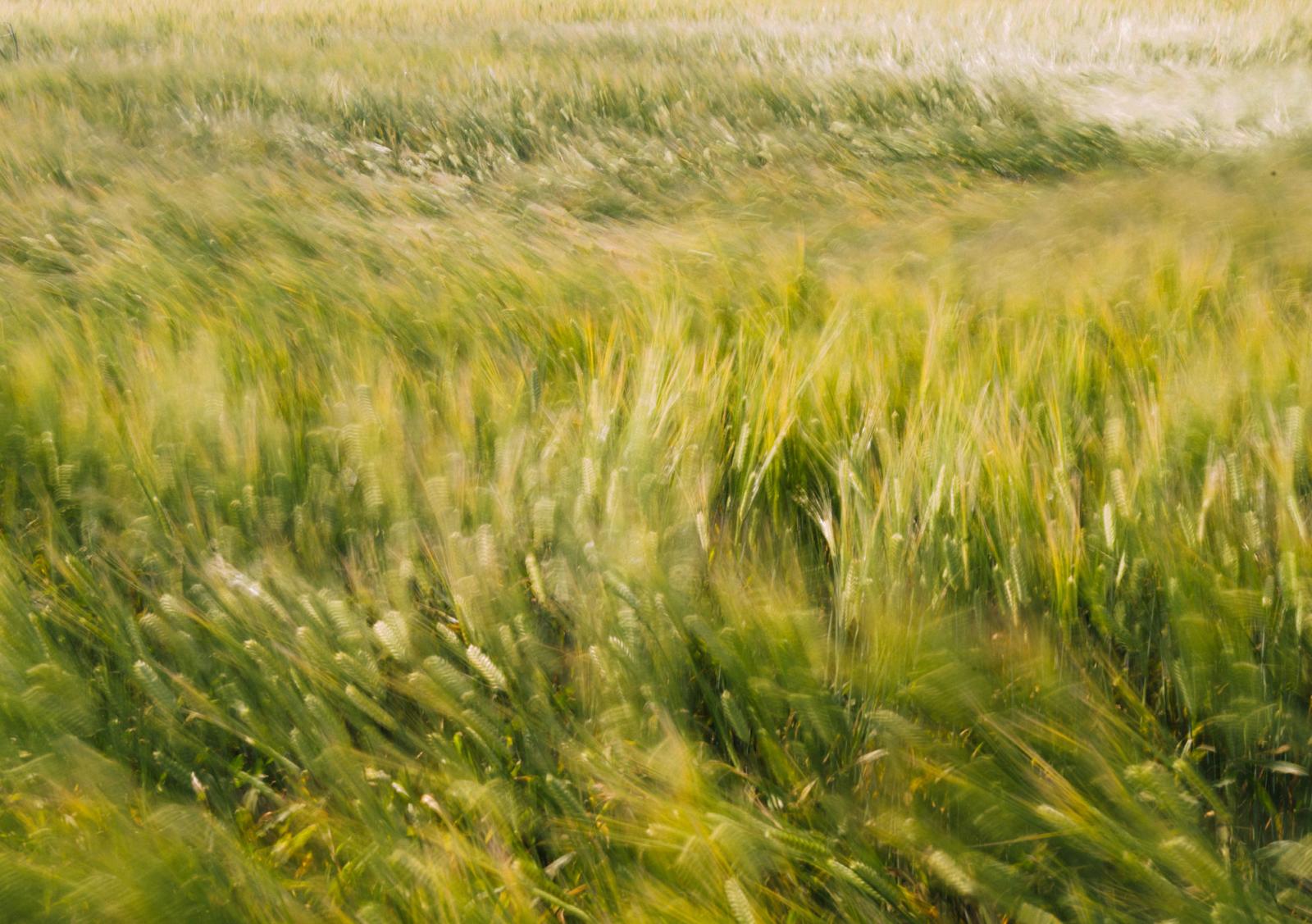 6_wheat