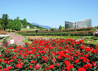 茨城県フラワーパーク