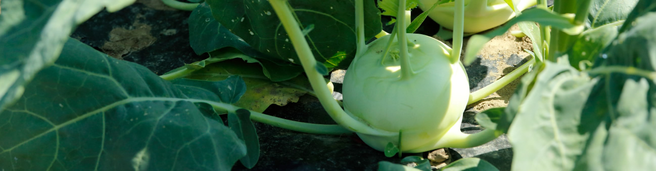 いぃ那珂そだち 野菜