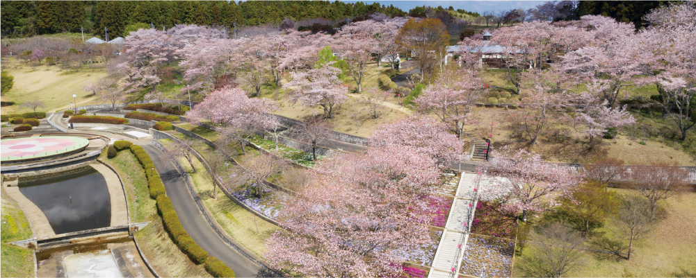 桜