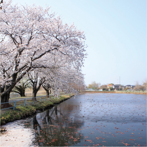 桜と川