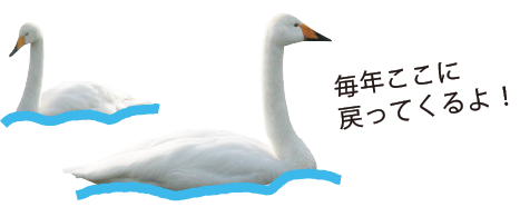 白鳥「毎年ここに戻ってくるよ!」