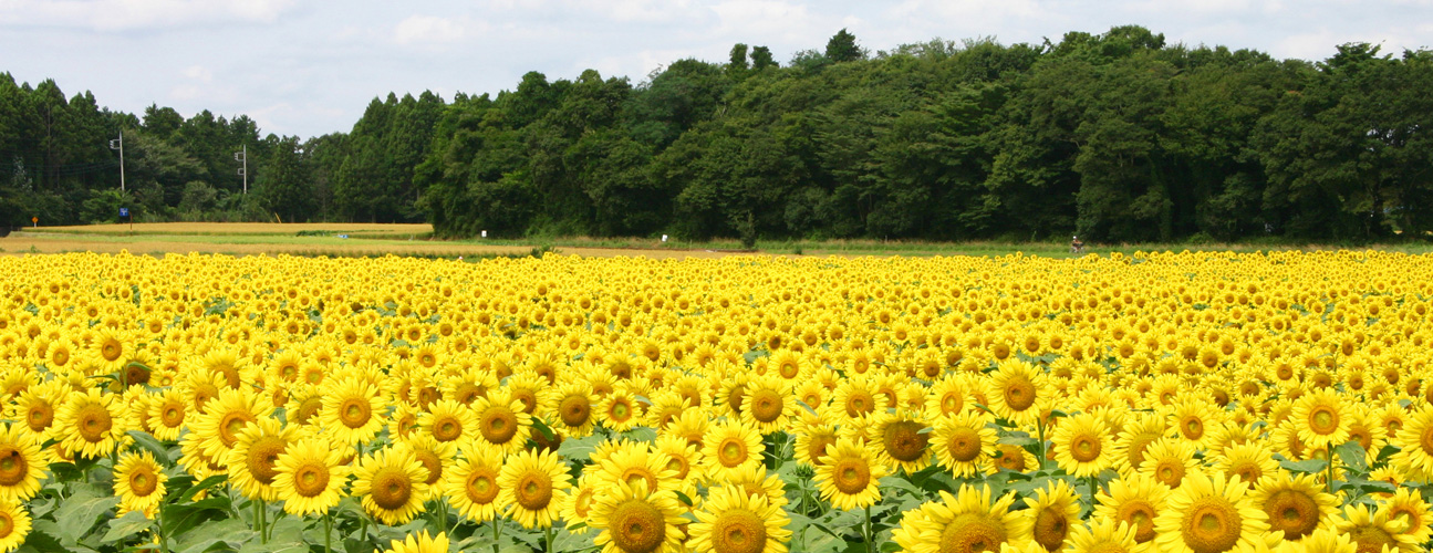 那珂市の風景5